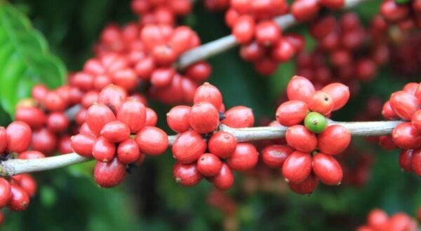 ES conquista IG de Indicação de Procedência para Café Conilon