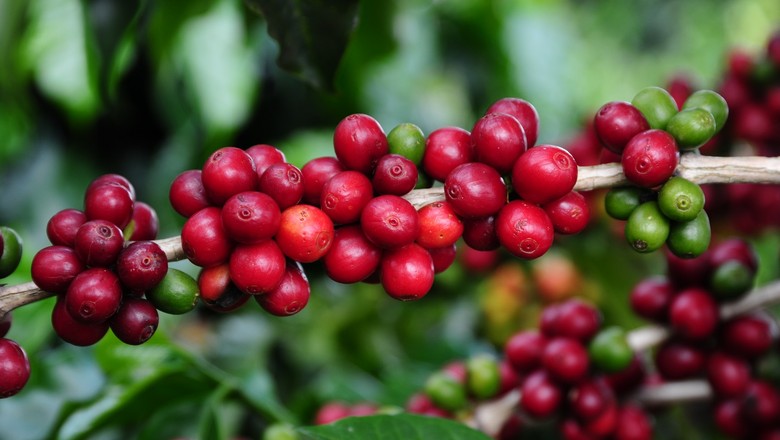 Sooretama poderá receber o título de Capital Nacional do Café