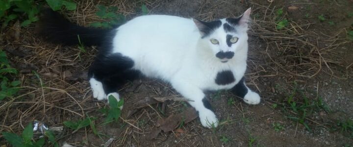 Vacina gratuita para cães e gatos em Colatina de agosto a outubro