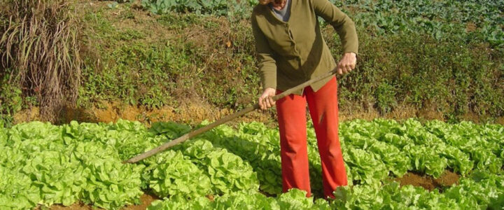 Lula autoriza uso de R$ 12 bilhões para renegociação de dívidas rurais Lula autoriza uso de R$ 12 bilhões para renegociação de dívidas rurais