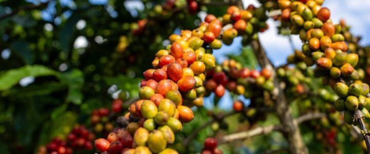 Alta do café conilon impulsiona novo recorde histórico das exportações do agro capixaba