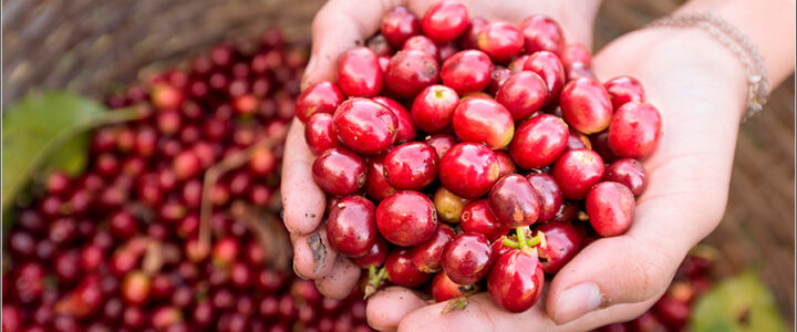 Produção agrícola do Espírito Santo cresce em 2024 e café puxa valorização