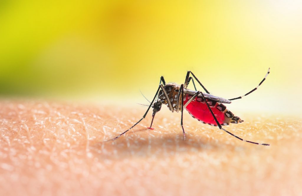 Colatina registra redução recorde de casos de dengue nas primeiras semanas de janeiro