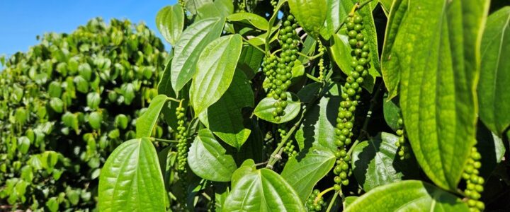 Espírito Santo avança na estruturação de programa de desenvolvimento sustentável da pipericultura