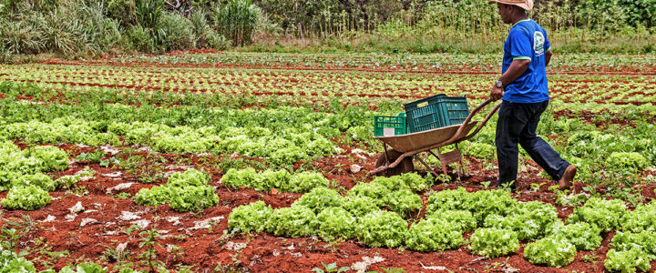 Prefeitura de Colatina abre chamada pública para agricultores familiares Prefeitura de Colatina abre chamada pública para agricultores familiares