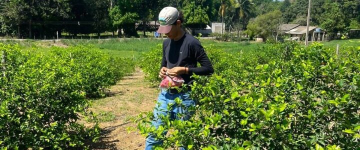 Genótipos de aceroleira avaliados pelo Incaper apresentam alta produtividade em estudo inédito no Espírito Santo