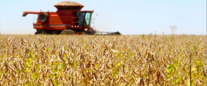 Estimativa de fevereiro prevê safra de 323,8 milhões de toneladas em 2025, com recordes no algodão e soja