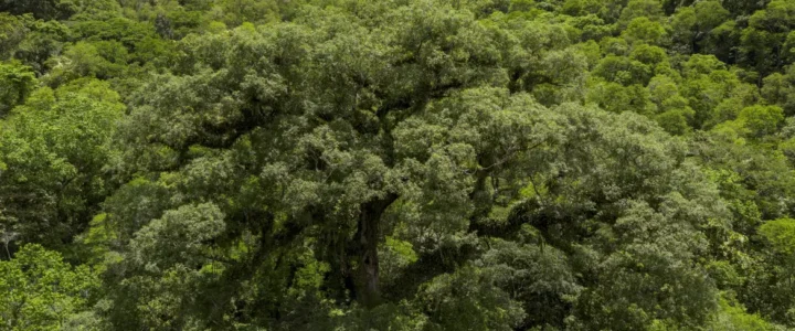 Situação dos rios na Mata Atlântica é preocupante, aponta pesquisa