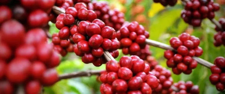 Colatina promove Dia de Campo com foco na sustentabilidade da cafeicultura