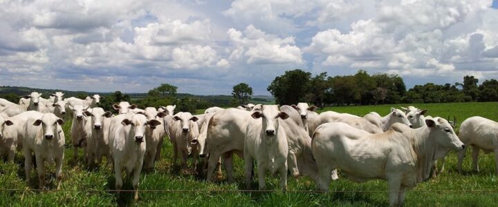 Dia do Boi: quais municípios capixabas têm mais boi do que gente?