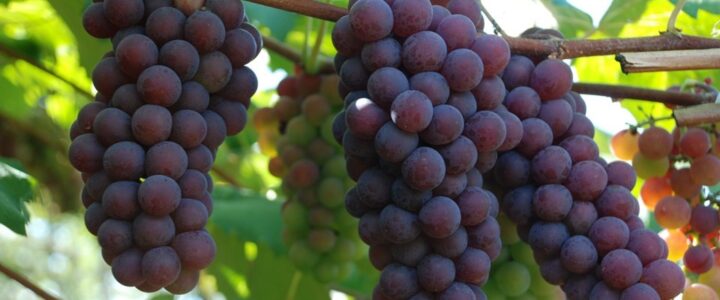Pesquisa apresenta diagnóstico da produção e do processamento de uva no Espírito Santo