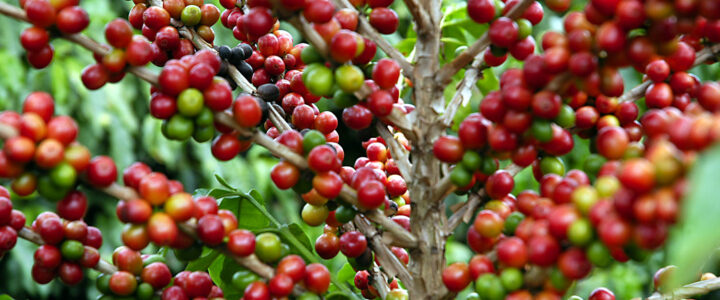 Safra de café deve crescer 2,7% e chegar a 56 milhões de sacas em 2025