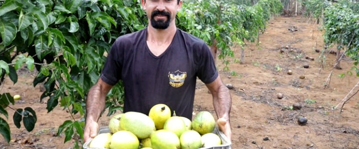 Arranjos Produtivos: municípios iniciam primeira colheita de maracujá Arranjos Produtivos: municípios iniciam primeira colheita de maracujá