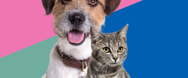 Colatina: inscrições para castrações já estão abertas para tutores de cães e gatos