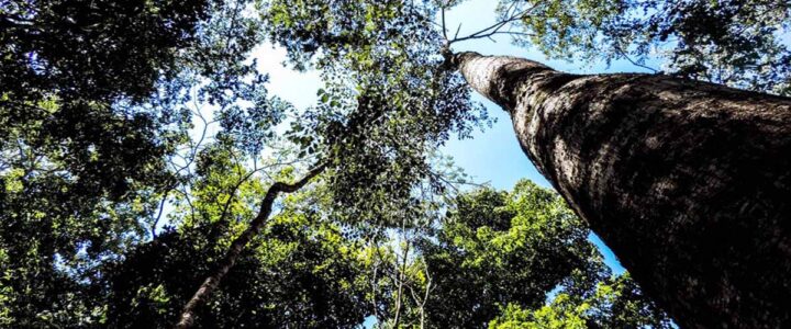 Projeto do governo altera gestão ambiental no Espírito Santo