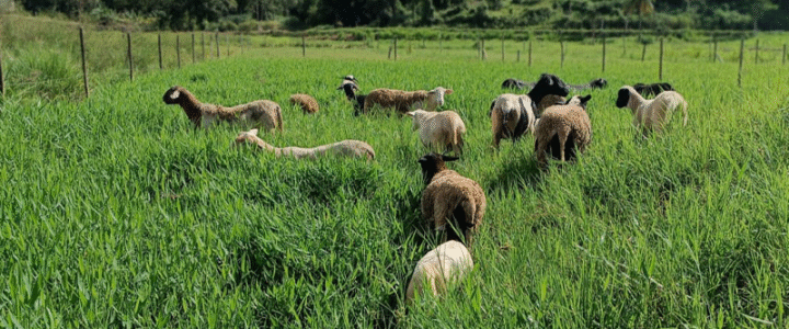 Colatina promove Dia de Campo de Ovinocultura em Córrego Senador