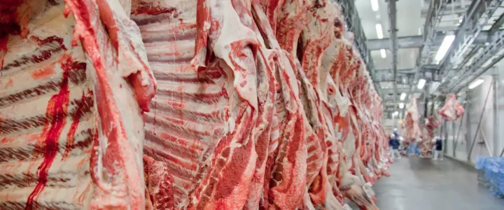 Exportação de carne bovina bate recorde em mês anterior ao tarifaço Exportação de carne bovina bate recorde em mês anterior ao tarifaço
