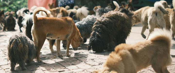 Deputada Janete quer tratamento para acumuladores de animais
