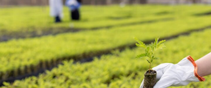 Dia da Árvore: viveiros impulsionam restauração florestal na Bacia do Rio Doce