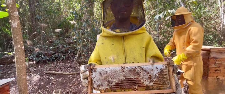 Com apoio da Ales, produção de mel avança em Mantenópolis