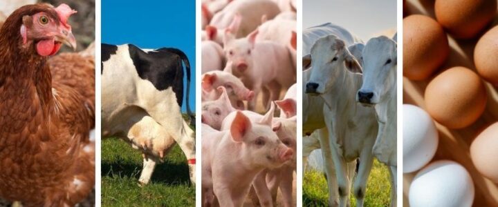 Produção animal no Espírito Santo tem alta no abate de aves e bovinos