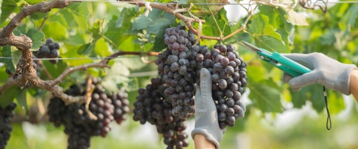 Colatina tem uma produção de 78 toneladas de uvas