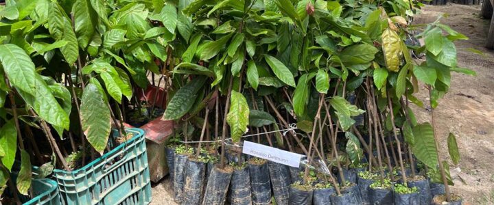 Guaçuí e Jerônimo Monteiro terão entrega de mudas na segunda Guaçuí e Jerônimo Monteiro terão entrega de mudas na segunda