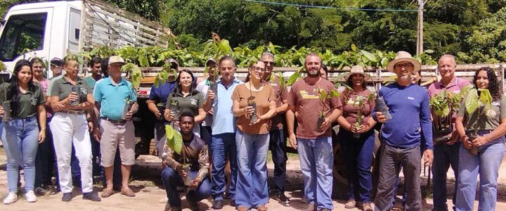 Produtores de Conceição do Castelo recebem 3 mil mudas de cacau