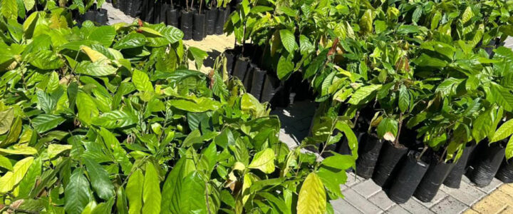 Arranjos Produtivos entrega mais de 1,5 milhão de mudas a produtores
