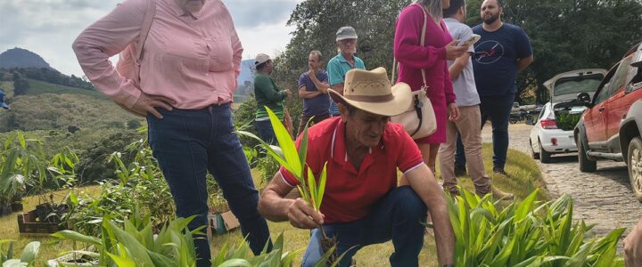 Arranjos Produtivos entrega palmáceas e mudas de bambu em Ibiraçu
