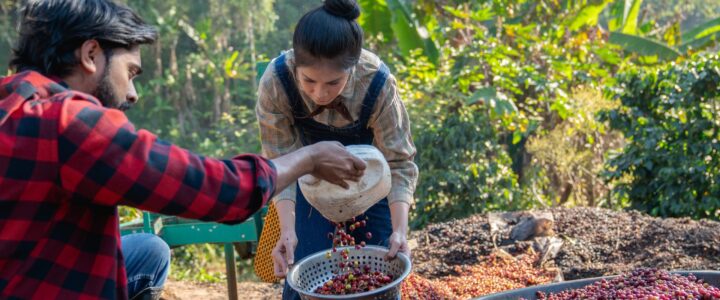 Safra do café impulsiona contratações e estado cria 3,6 mil empregos formais