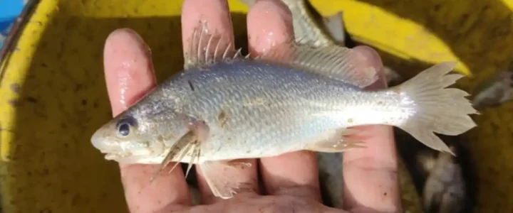 Cientistas identificam taxa recorde de deformações em peixes do ES