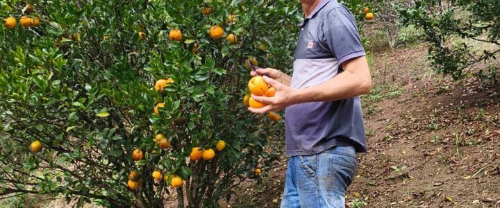 Cooperativa leva produção de agricultores de Domingos Martins para estudantes de todo o Espírito Santo